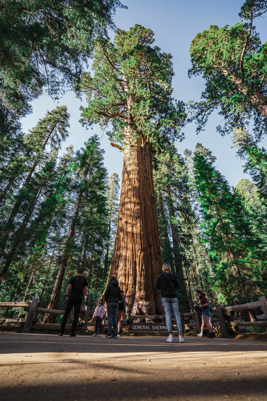 GENERAL SHERMAN GIANT SEQUOIA TREE GLOSSY POSTER PICTURE PHOTO PRINT BANNER