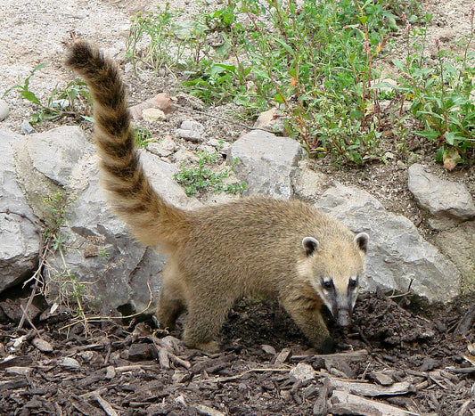 RING TAILED COATI GLOSSY POSTER PICTURE PHOTO BANNER PRINT