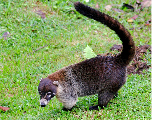 WHITE NOSED COATI GLOSSY POSTER PICTURE PHOTO BANNER PRINT