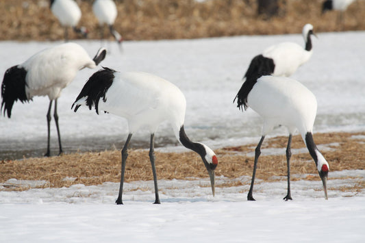 RED CROWNED CRANES BIRD GLOSSY POSTER PICTURE PHOTO BANNER PRINT crane