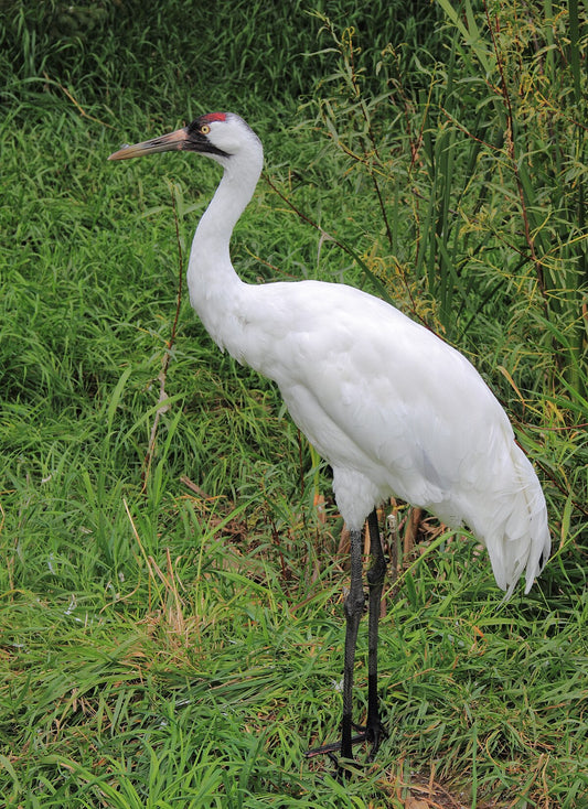 WHOOPING CRANE BIRD GLOSSY POSTER PICTURE PHOTO BANNER PRINT