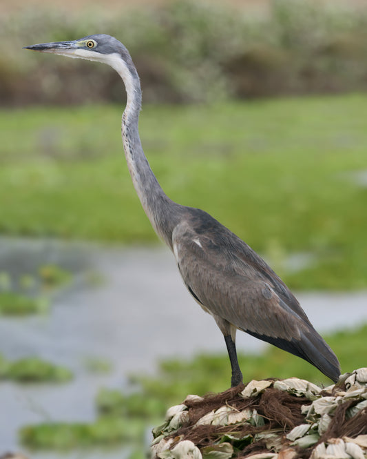 BLACK HEADED HERON BIRD GLOSSY POSTER PICTURE PHOTO BANNER PRINT