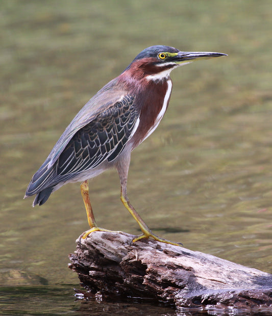 GREEN HERON BIRD GLOSSY POSTER PICTURE PHOTO BANNER PRINT