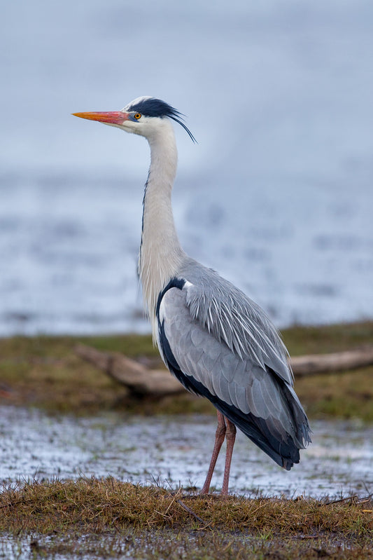 GREY HERON BIRD GLOSSY POSTER PICTURE PHOTO BANNER PRINT GRAY