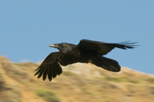 RAVEN CROW IN FLIGHT BIRD GLOSSY POSTER PICTURE PHOTO BANNER PRINT