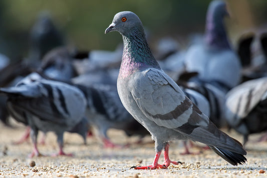 ROCK PIGEON BIRD GLOSSY POSTER PICTURE PHOTO BANNER PRINT