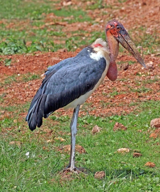 MARABOU STORK BIRD GLOSSY POSTER PICTURE PHOTO BANNER PRINT