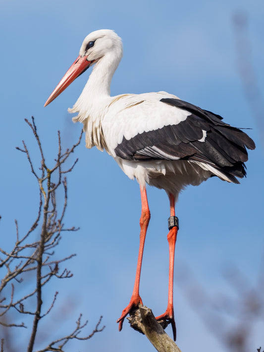 RINGED WHITE STORK BIRD GLOSSY POSTER PICTURE PHOTO BANNER PRINT
