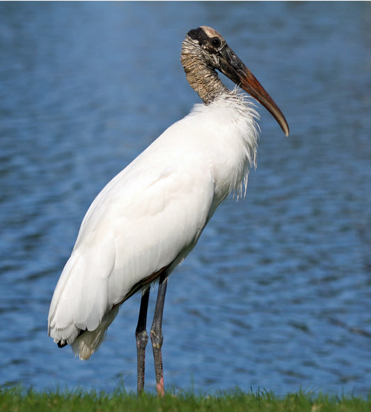 WOOD STORK BIRD GLOSSY POSTER PICTURE PHOTO BANNER PRINT