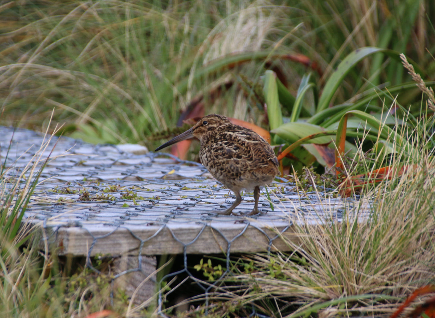 Extinct Austral Snipe Bird Glossy Poster Picture Photo Print Banner Conversationprints