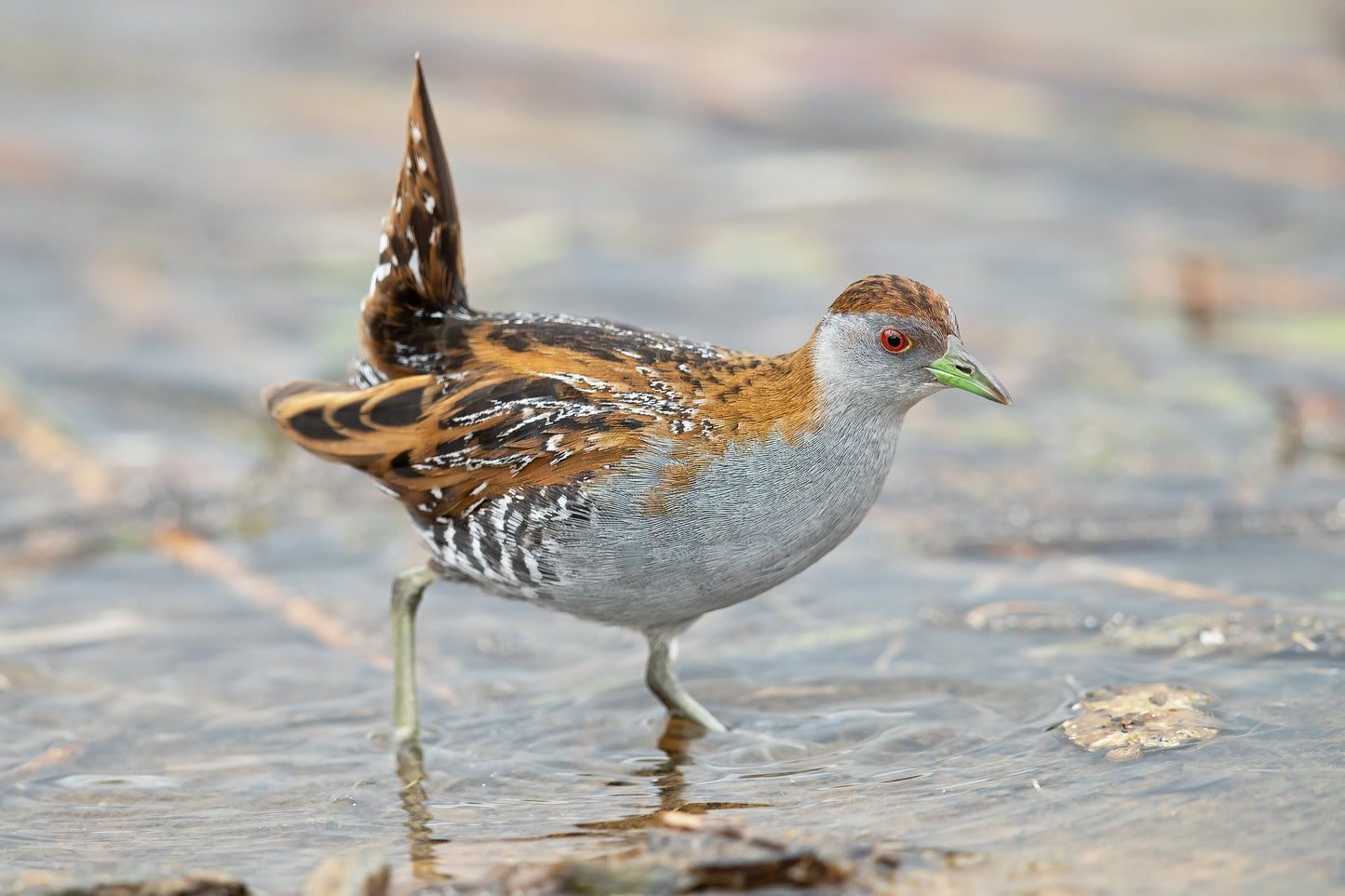 Extinct Baillon'S Crake Bird Glossy Poster Picture Photo Print Banner Conversationprints