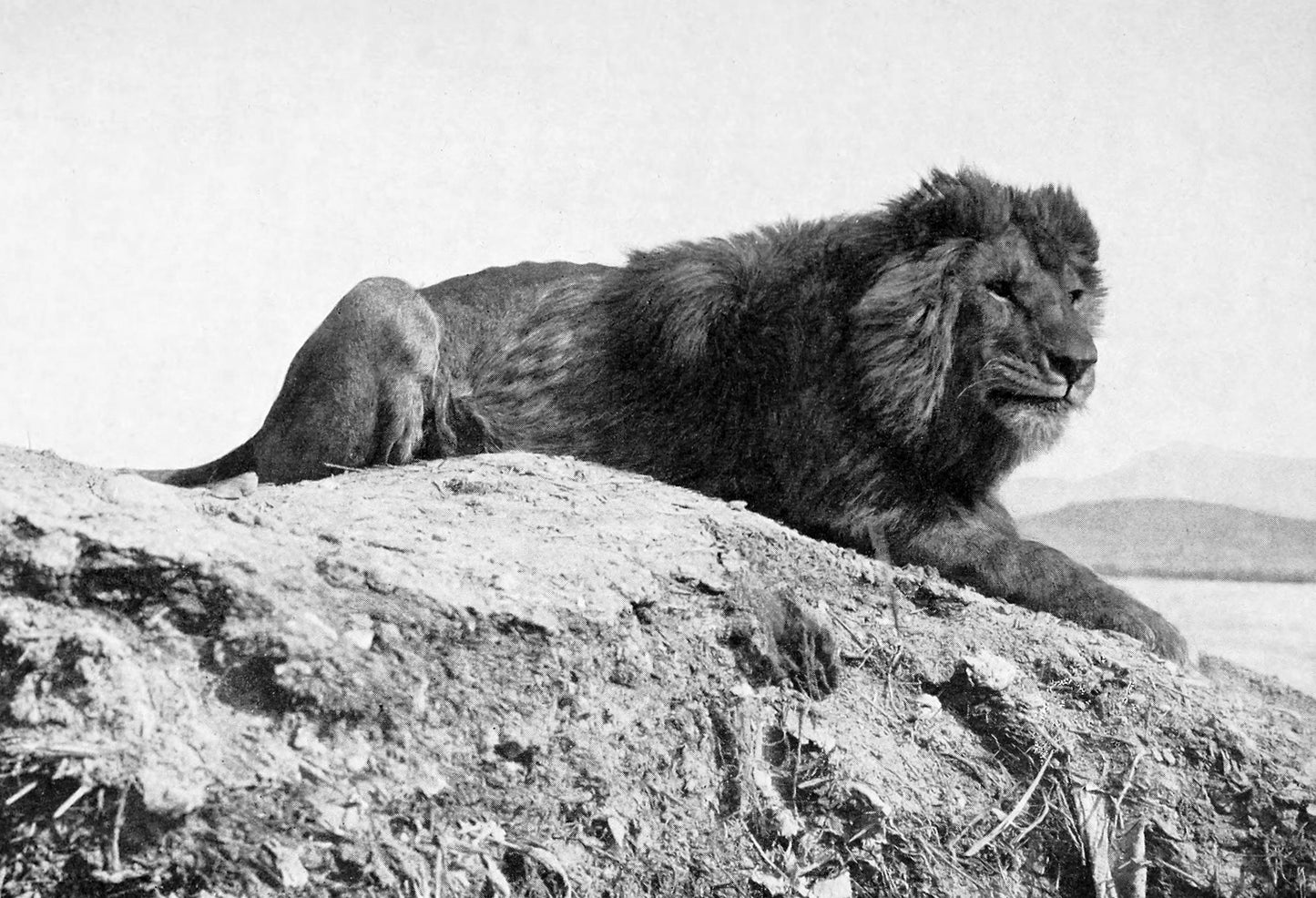 Extinct Barbary Lion North Africa Glossy Poster Picture Photo Print Banner Conversationprints