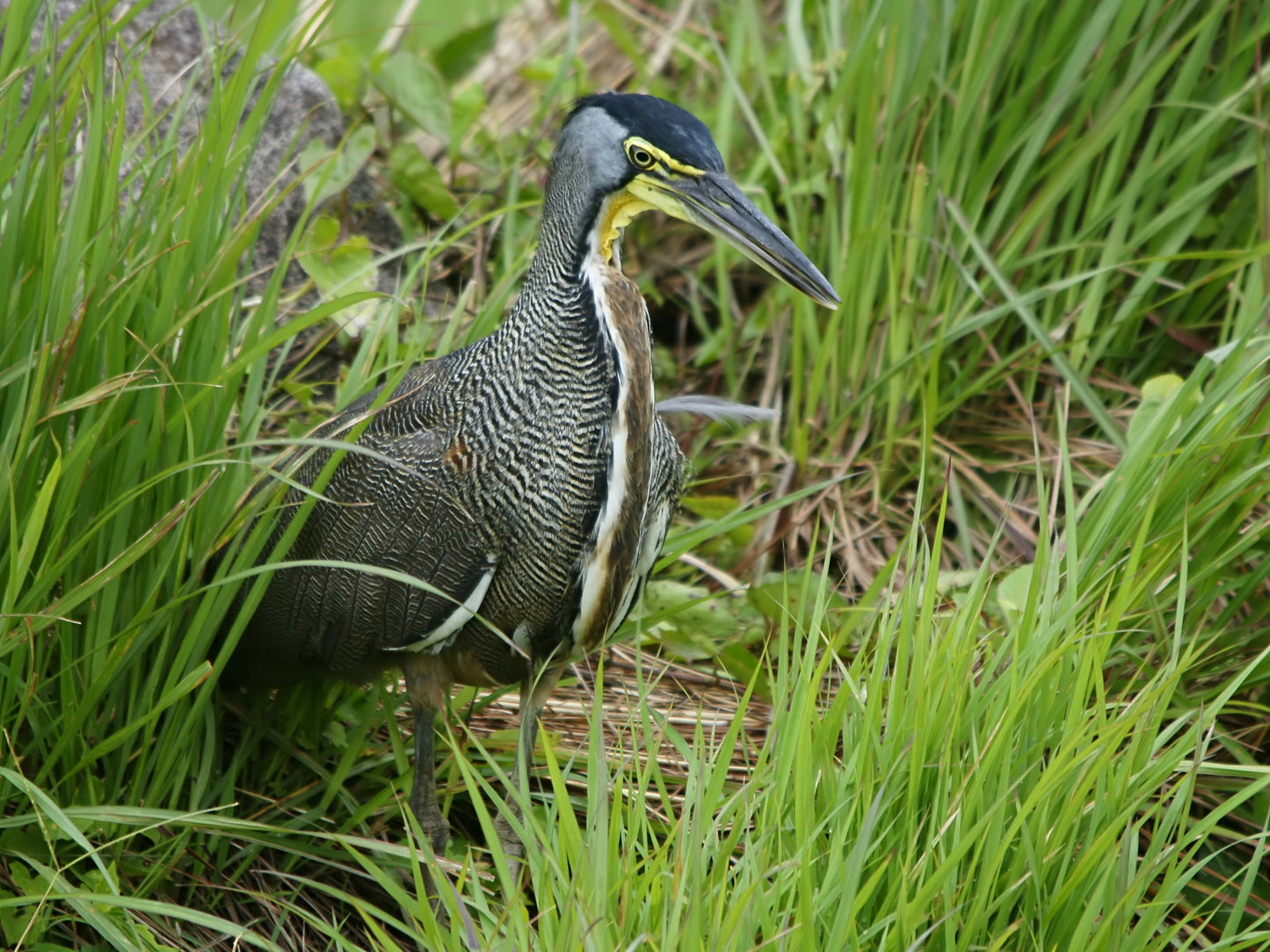 Extinct Bare Throated Tiger Heron Glossy Poster Picture Photo Print Banner Conversationprints