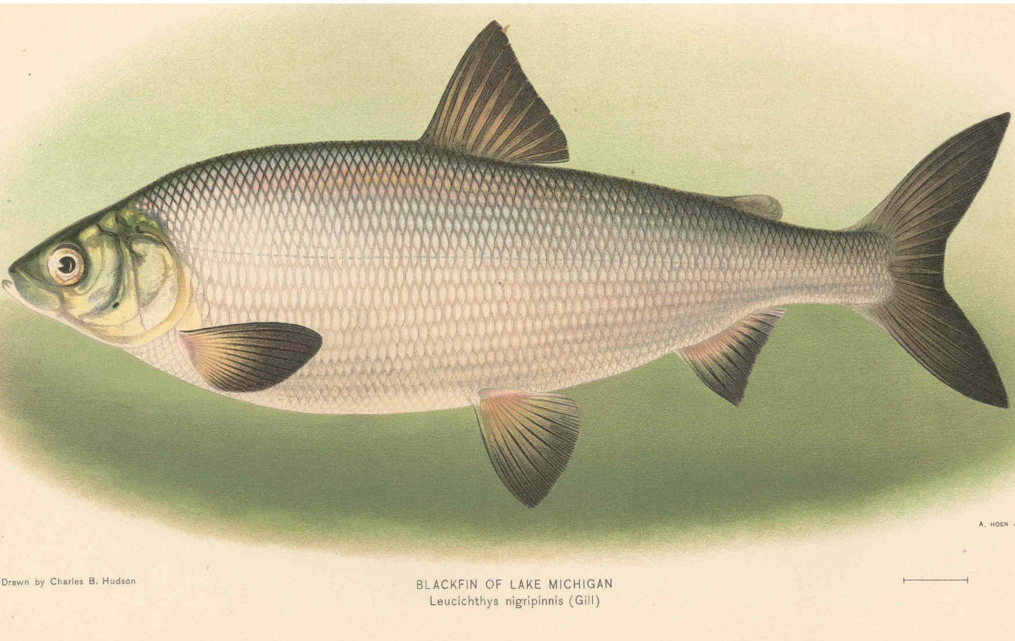Extinct Blackfin Cisco Fish Glossy Poster Picture Photo Print Banner Conversationprints