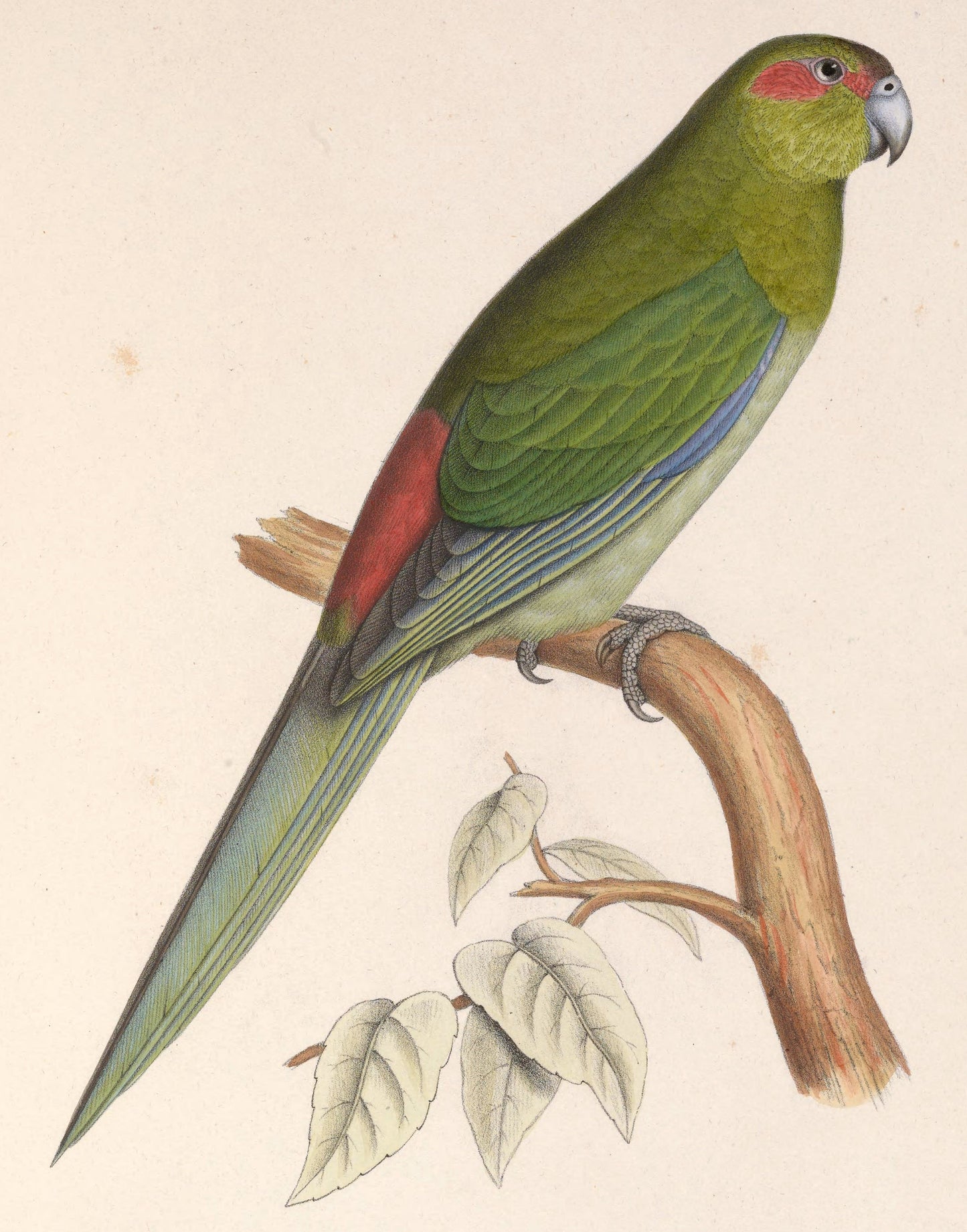 Extinct Black Fronted Parakeet Glossy Poster Picture Photo Print Banner Conversationprints