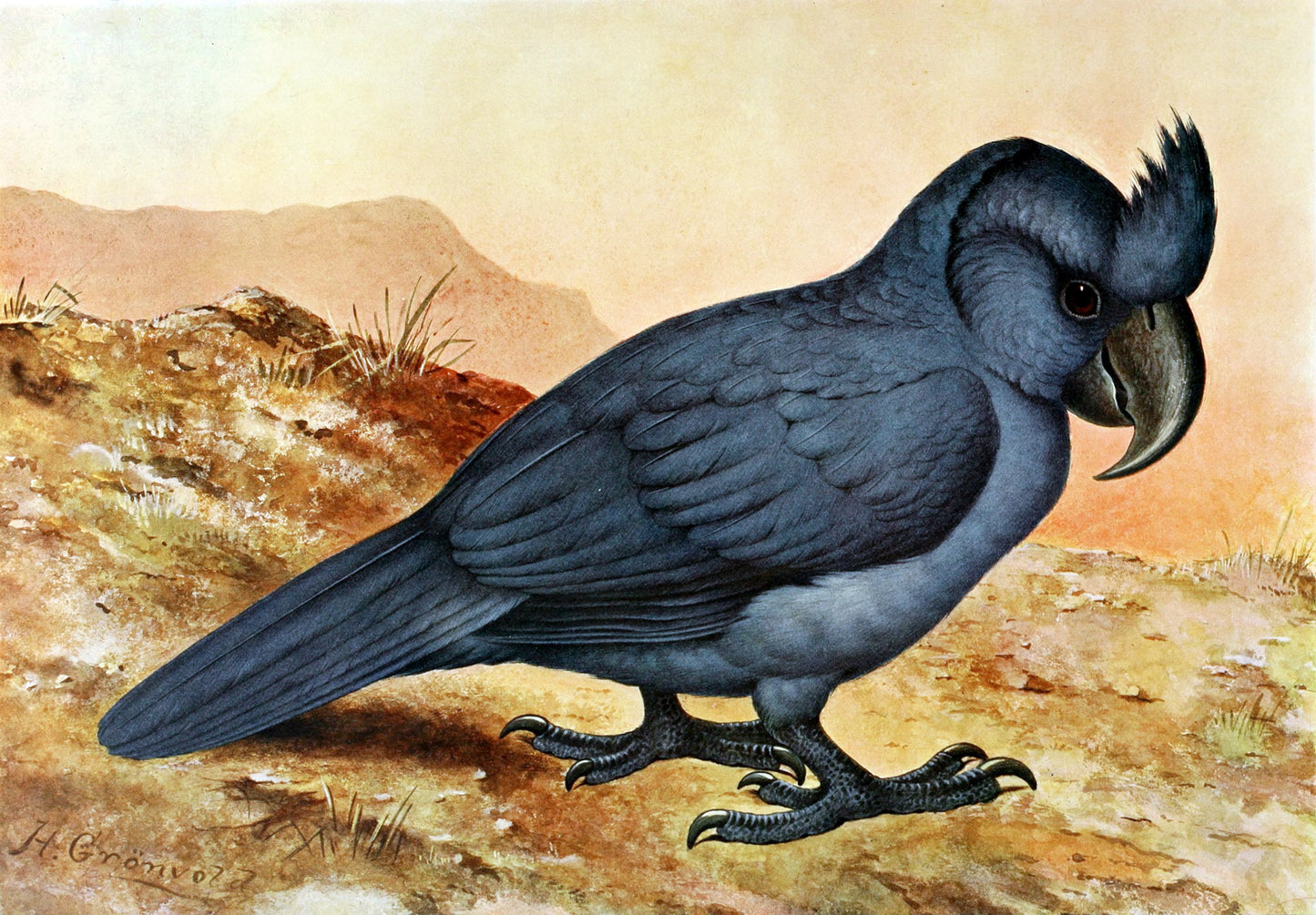 Extinct Broad Billed Parrot Glossy Poster Picture Photo Print Banner Conversationprints