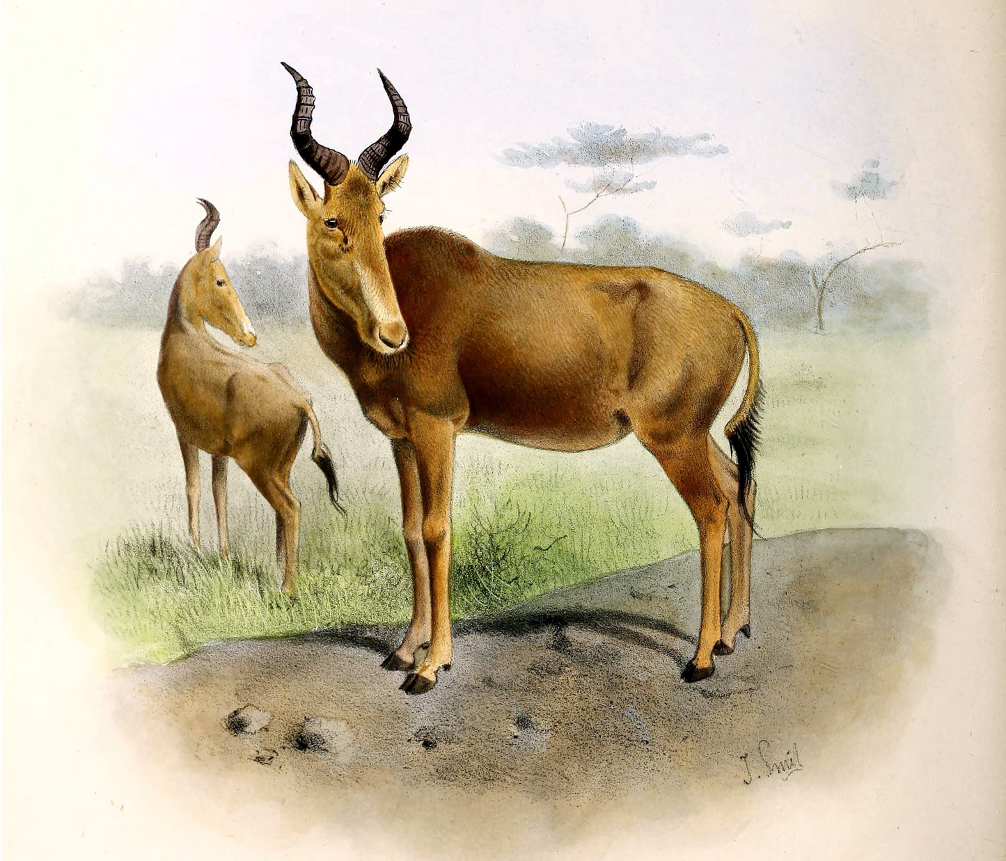 Extinct Bubal Hartebeest Antelope Glossy Poster Picture Photo Print Banner Conversationprints