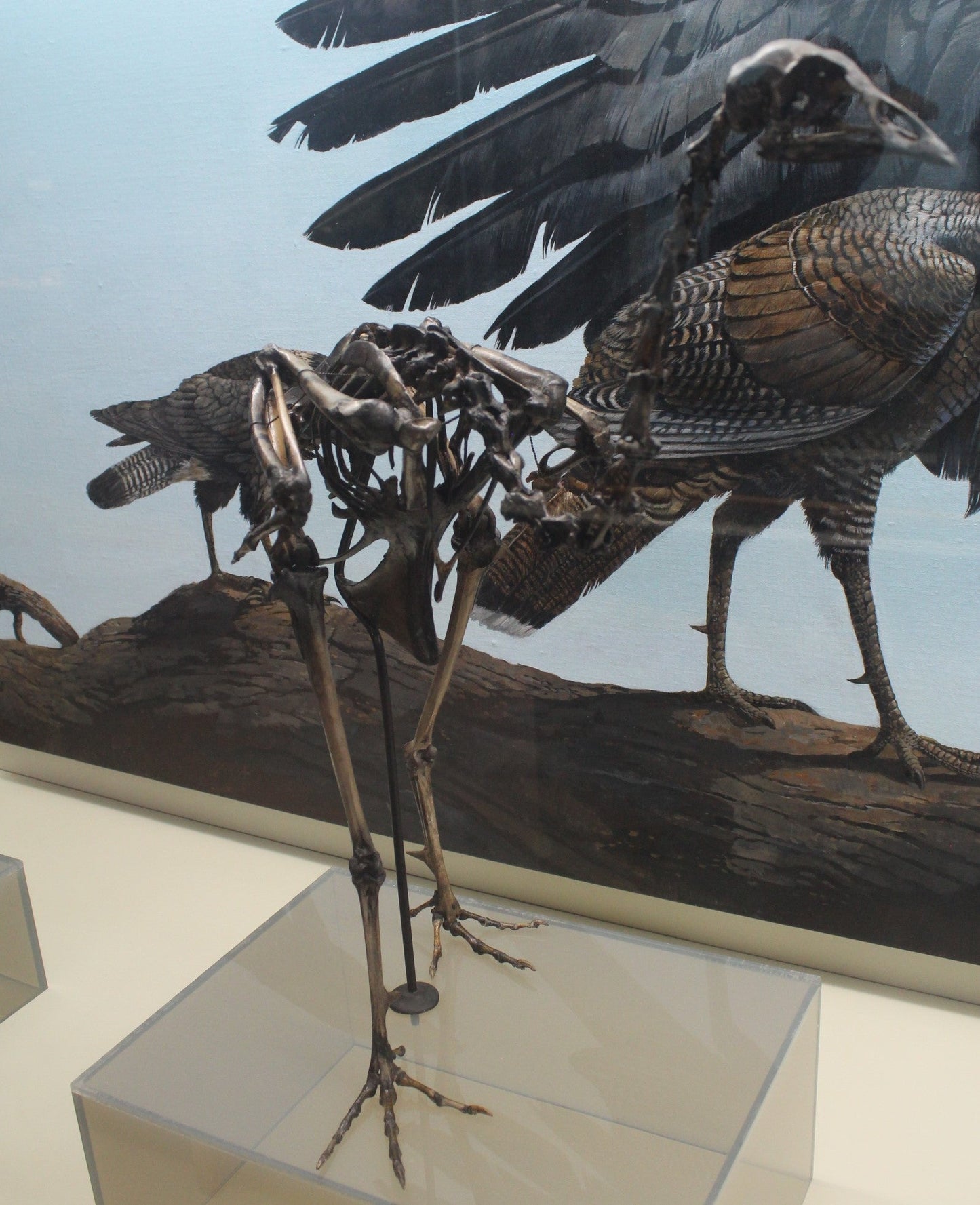 Extinct California Turkey Bird Glossy Poster Picture Photo Print Banner Conversationprints