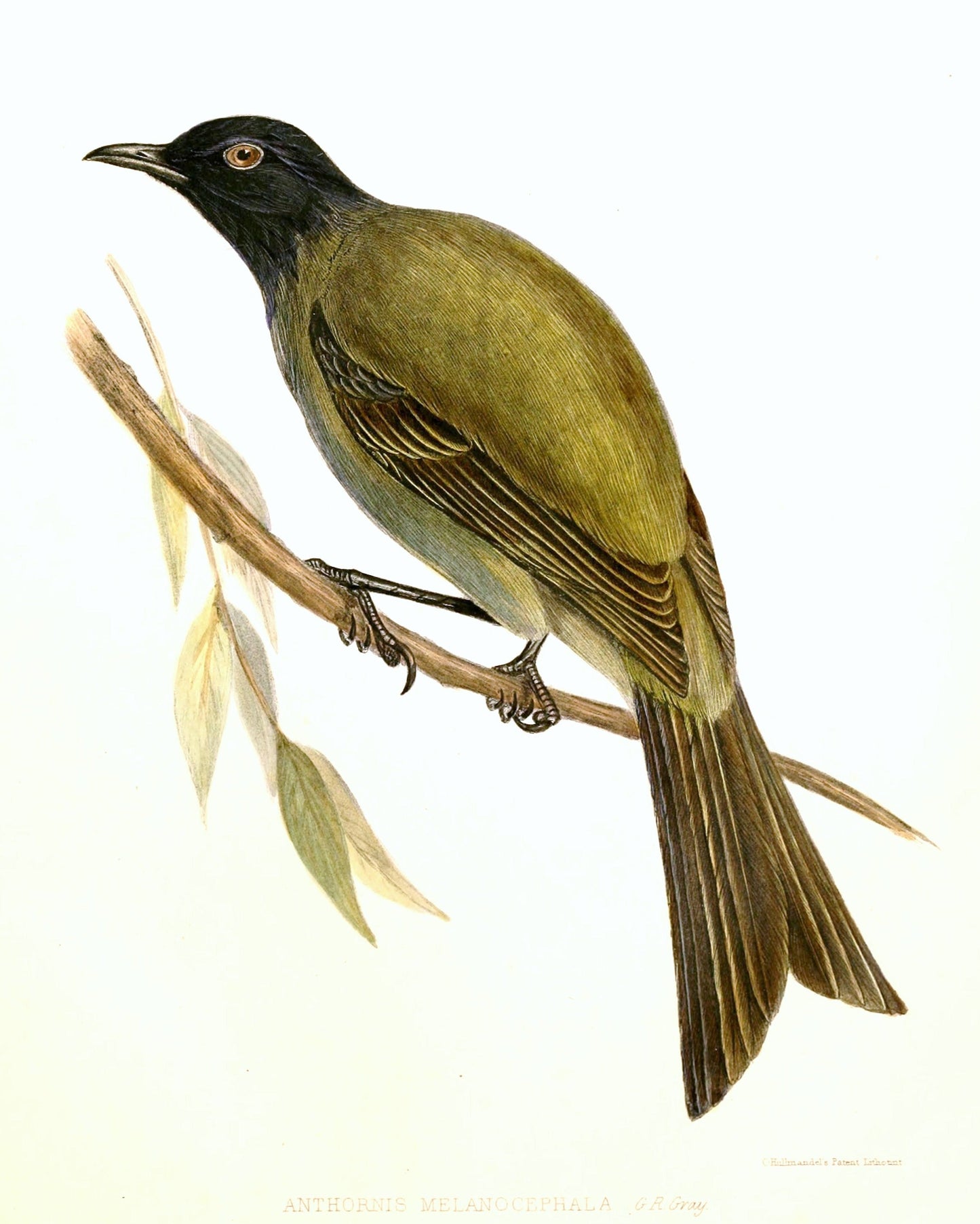Extinct Chatham Bellbird Glossy Poster Picture Photo Print Banner Conversationprints