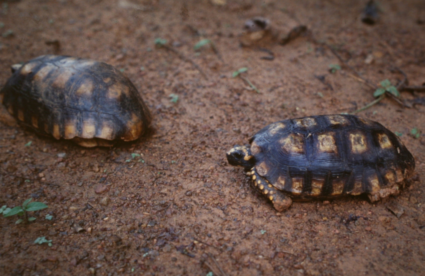 Extinct Chelonoidis Turtle Glossy Poster Picture Photo Print Banner Conversationprints