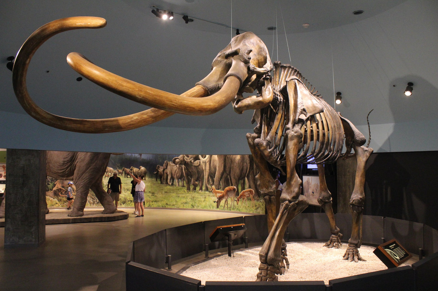 Columbian Mammoth Skeleton Glossy Poster Picture Photo Print Banner Conversationprints
