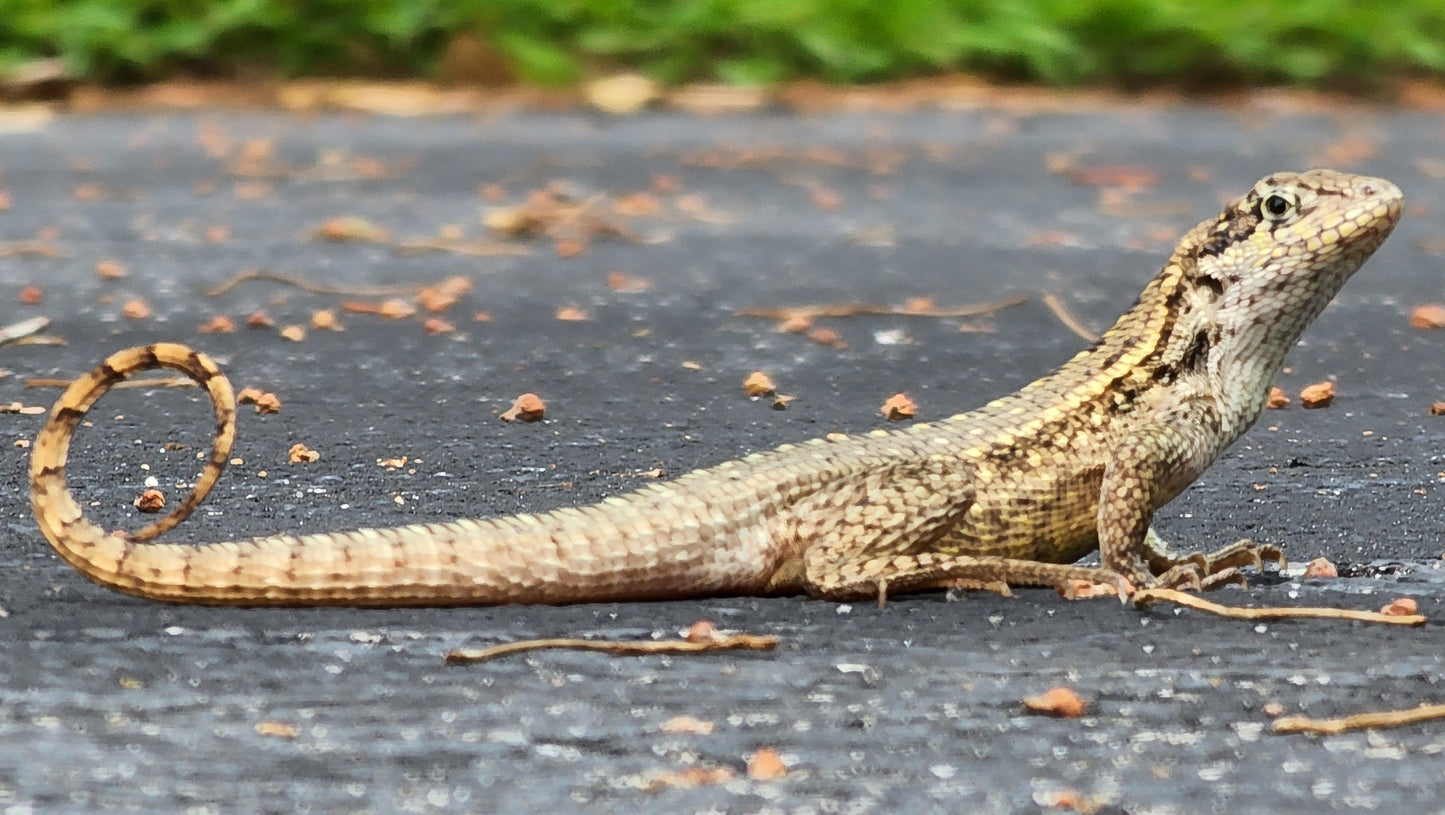 Extinct Curly Tailed Lizard Glossy Poster Picture Photo Print Banner Conversationprints