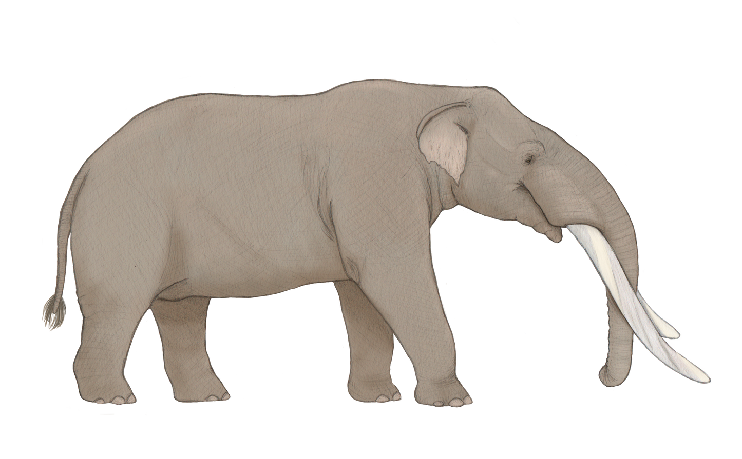 Extinct Cuvieronius Gomphotheres Glossy Poster Picture Photo Print Banner Conversationprints