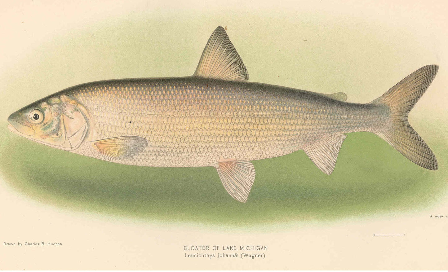 Extinct Deepwater Cisco Fish Glossy Poster Picture Photo Print Banner Conversationprints