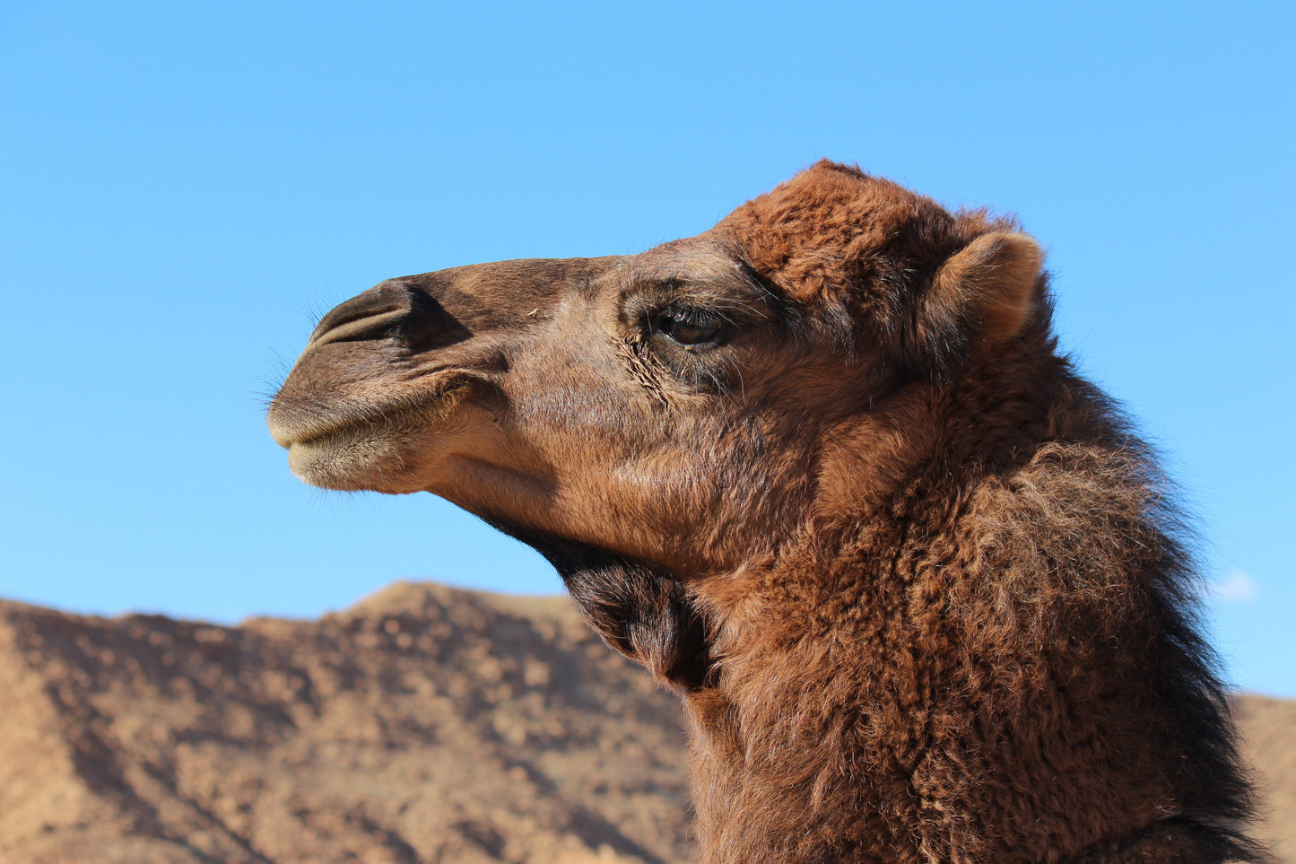 Extinct Dromedary 1 Hump Camel Glossy Poster Picture Photo Print Banner Conversationprints