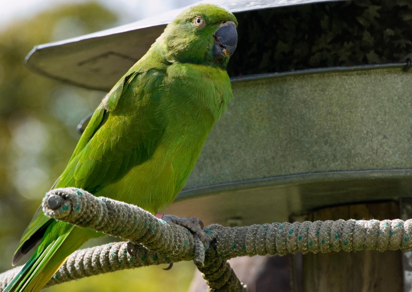 Extinct Echo Parakeet Mascarene Glossy Poster Picture Photo Print Banner Conversationprints