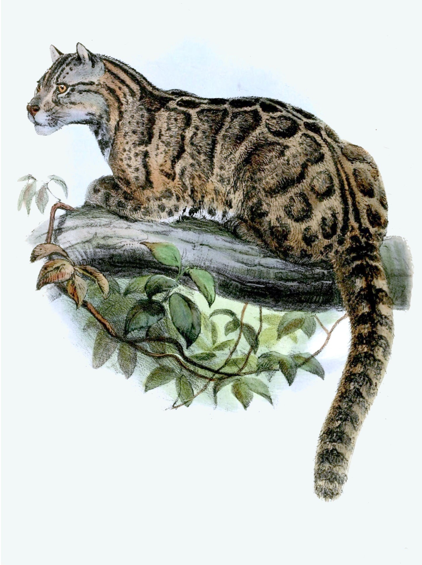Extinct Formosan Clouded Leopard Glossy Poster Picture Photo Print Banner Conversationprints