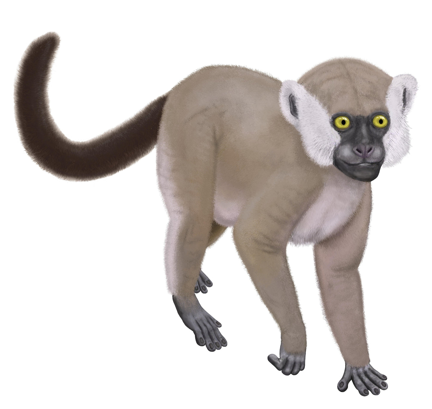 Extinct Hadropithecus Lemur Glossy Poster Picture Photo Print Banner Conversationprints