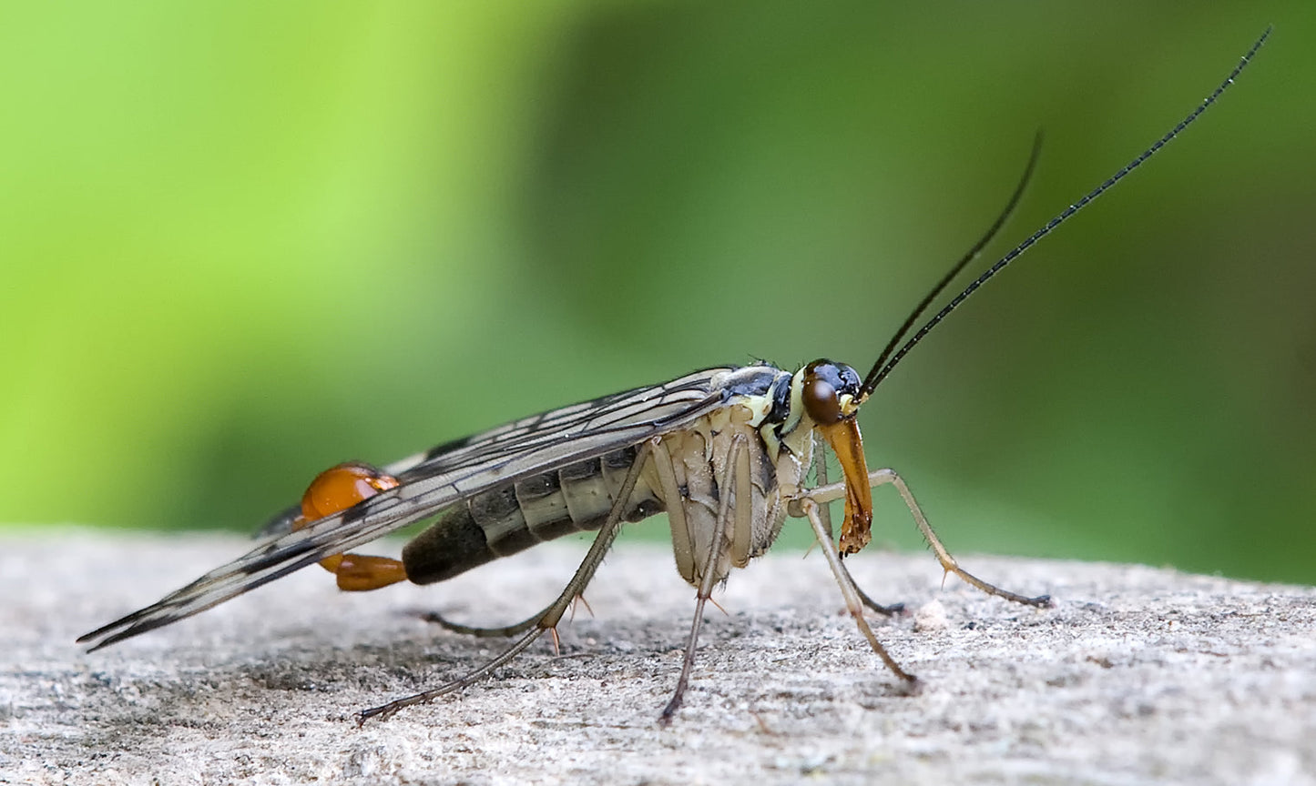 Scorpian Fly Insect Glossy Poster Picture Photo Print Banner Conversationprints