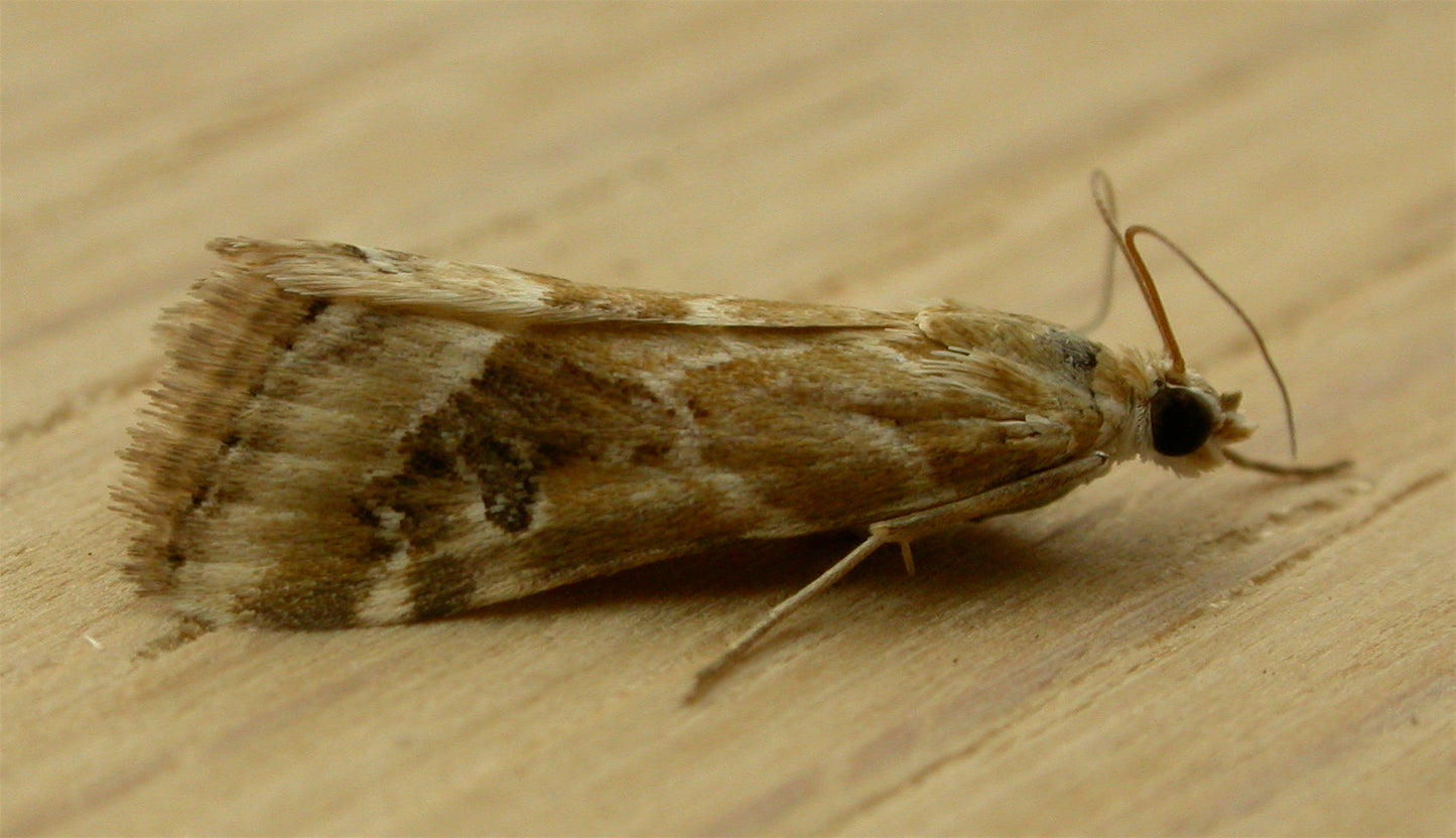 Extinct Hellula Moth Glossy Poster Picture Photo Print Banner Conversationprints