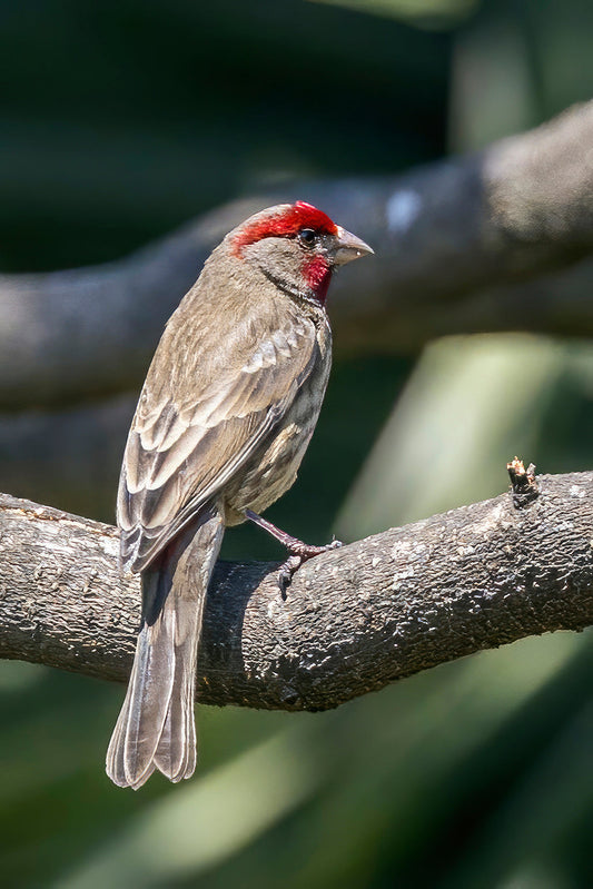American House Finch Bird Glossy Poster Picture Photo Print Banner Conversationprints