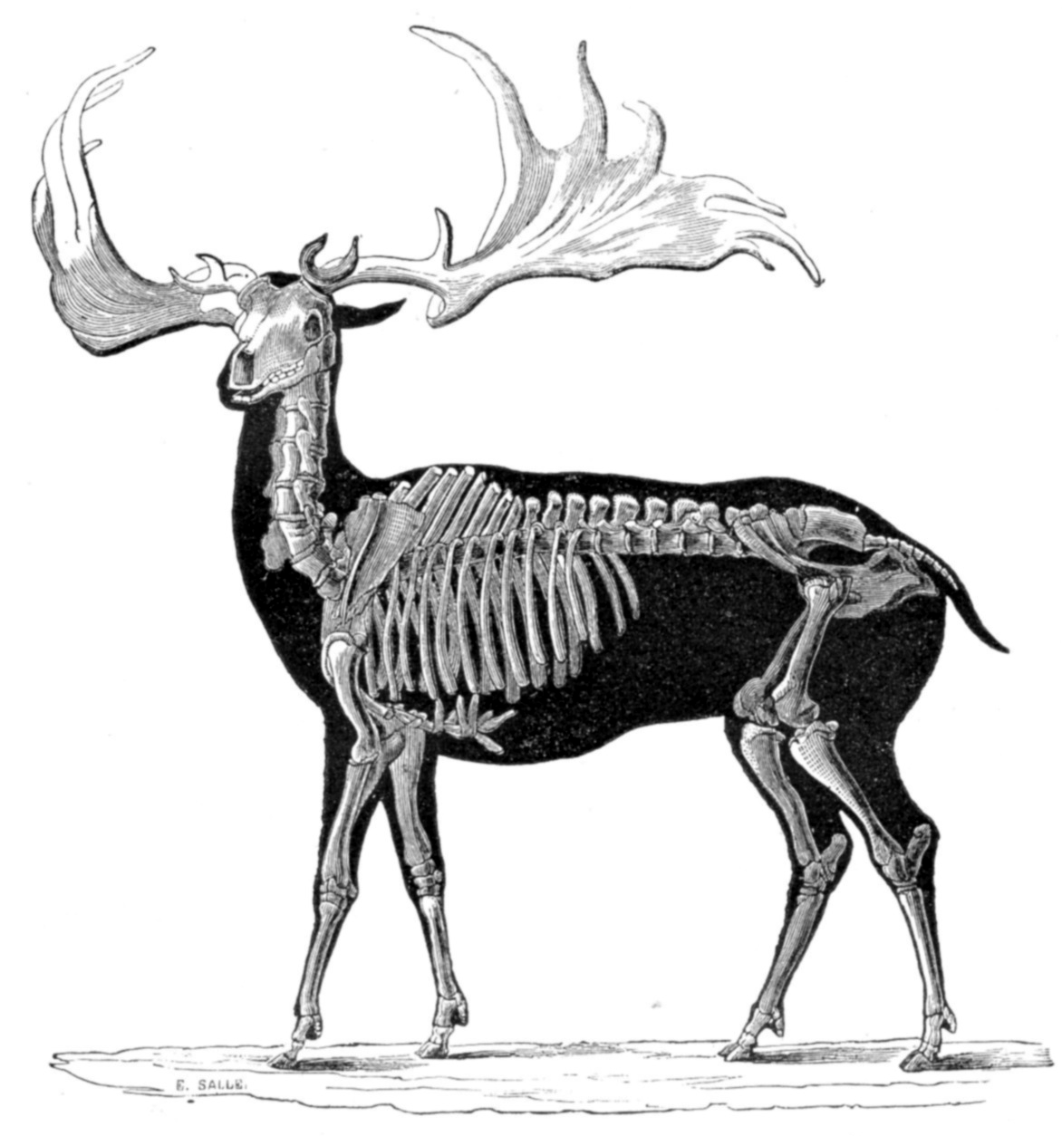 Extinct Irish Elk Deer Eurasia Glossy Poster Picture Photo Print Banner Conversationprints
