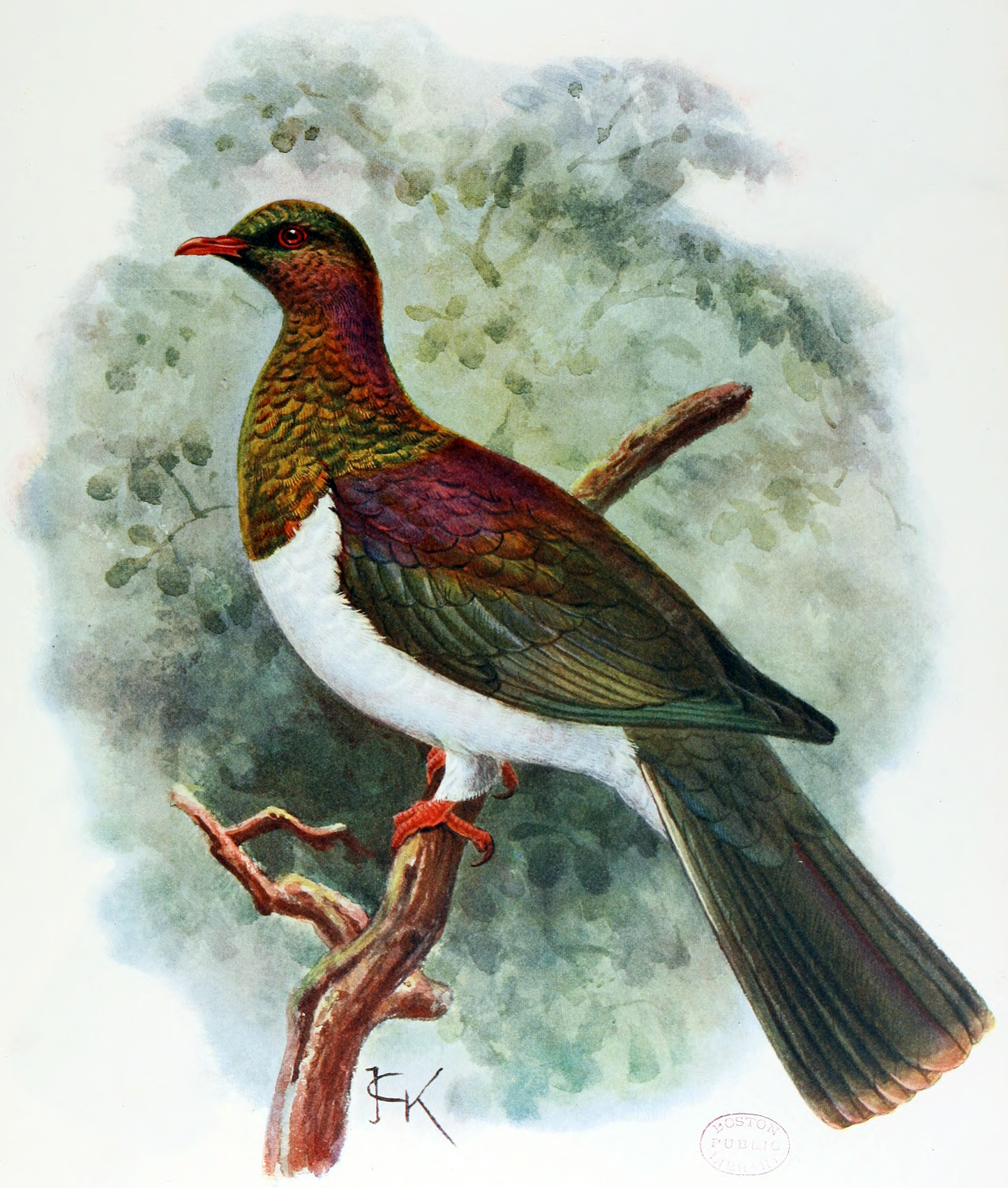 Kereru New Zealand Kerer? Bird Glossy Poster Picture Photo Print Banner Conversationprints