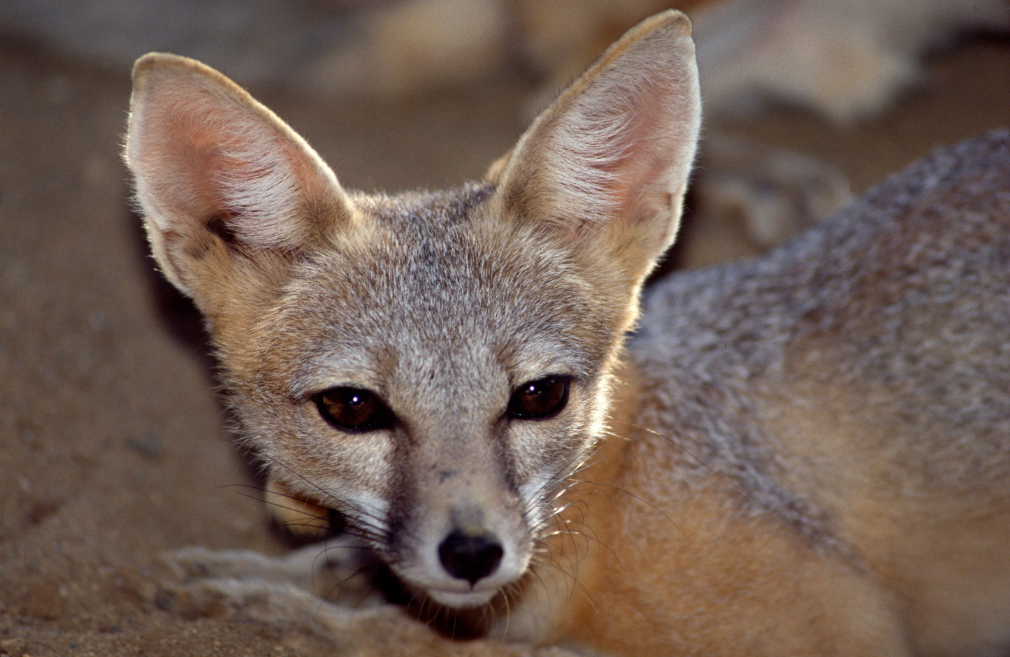 North American Kit Fox Glossy Poster Picture Photo Print Banner Conversationprints