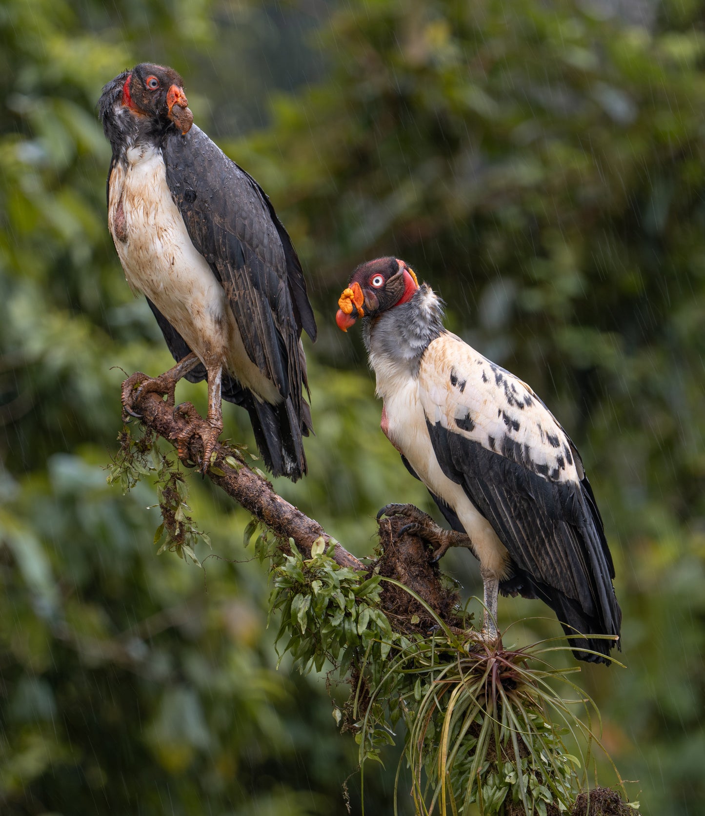 King Vulture Bird Glossy Poster Picture Photo Print Banner Conversationprints
