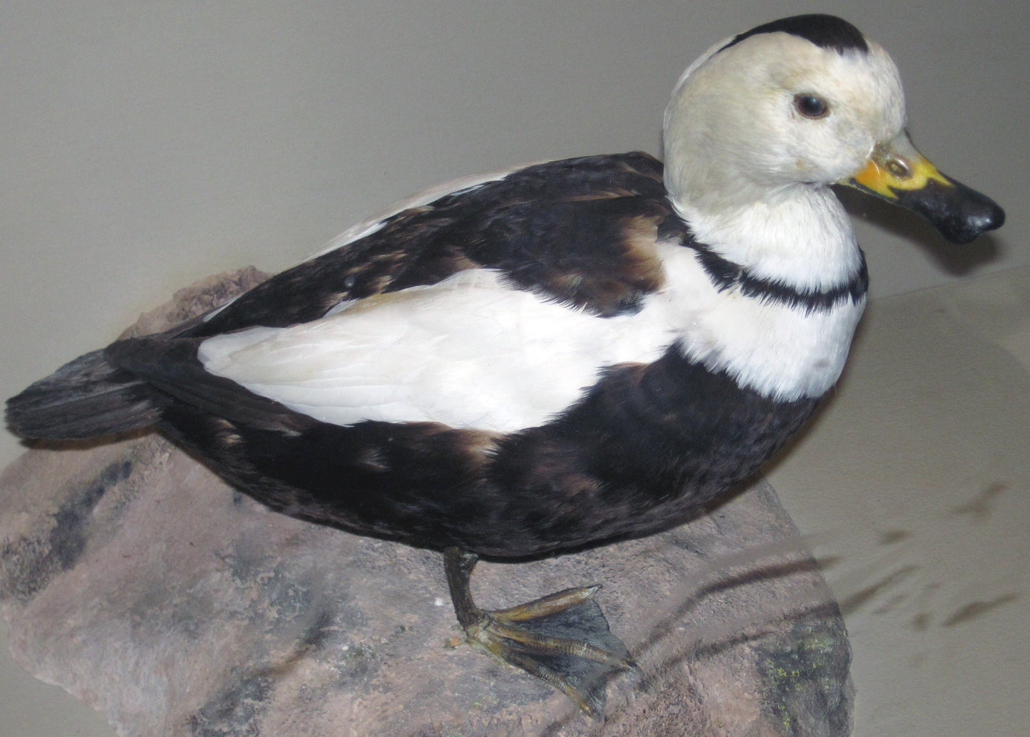 Extinct American Labrador Duck Glossy Poster Picture Photo Print Banner Conversationprints