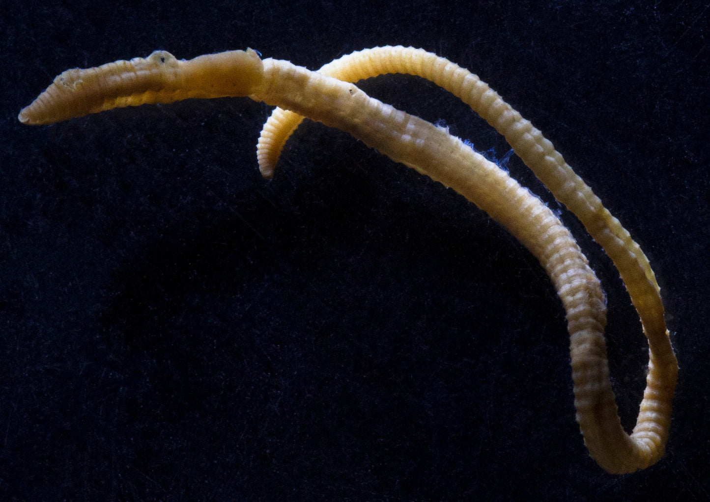 Extinct Lake Pedder Earthworm Glossy Poster Picture Photo Print Banner Conversationprints