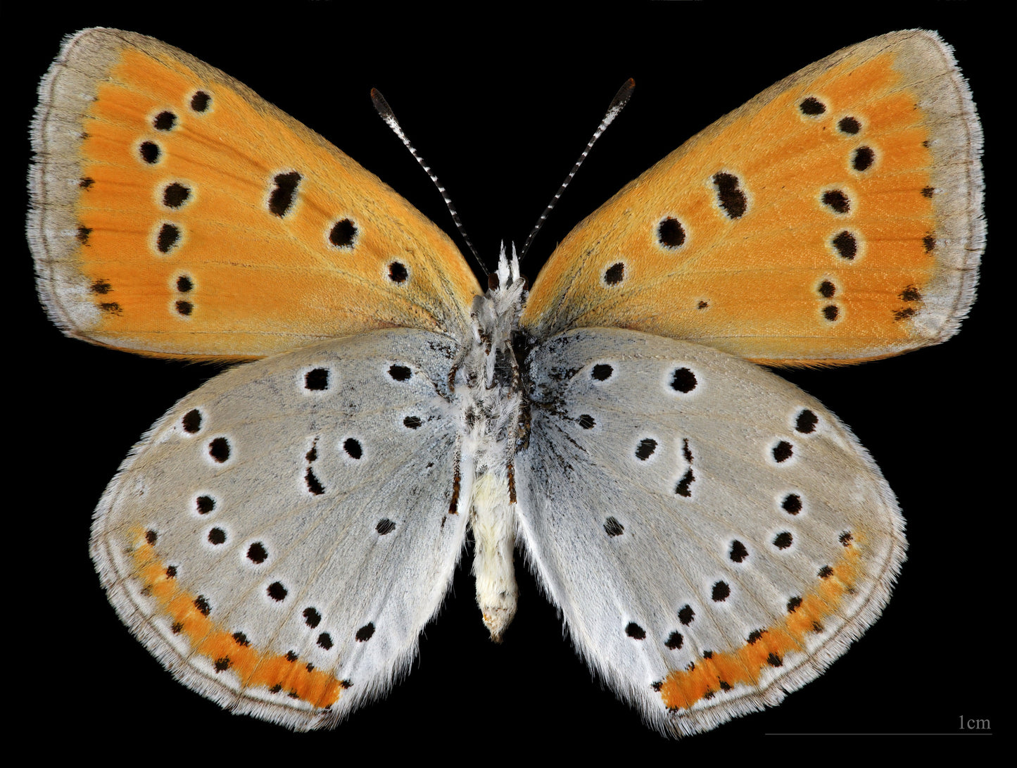 Large Copper Butterfly Glossy Poster Picture Photo Print Banner Conversationprints