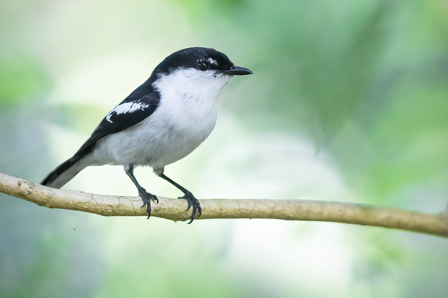 Long Tailed Triller Bird Glossy Poster Picture Photo Print Banner Conversationprints