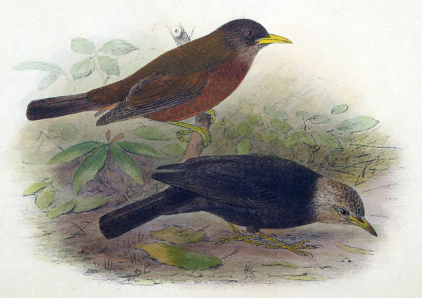 Extinct Lord Howe Thrush Bird Glossy Poster Picture Photo Print Banner Conversationprints