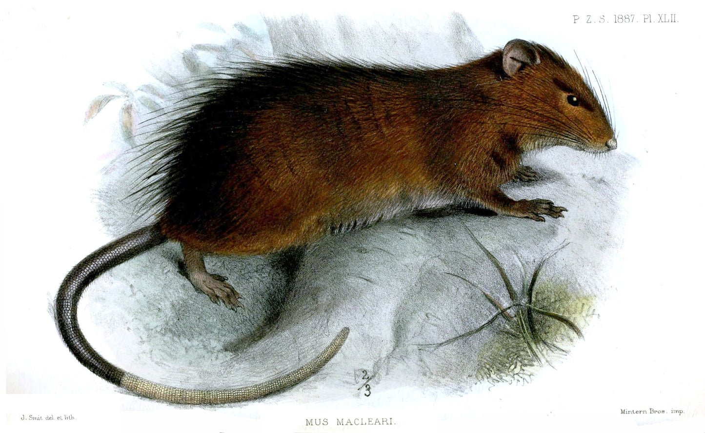 Extinct Maclear'S Rat Glossy Poster Picture Photo Print Banner Conversationprints