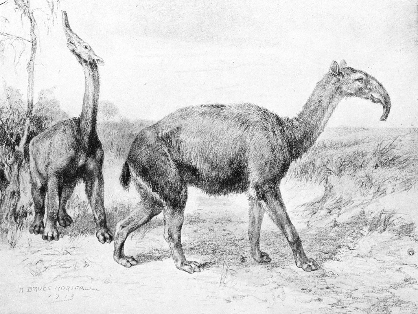 Extinct Macrauchenia Ungulate Glossy Poster Picture Photo Print Banner Conversationprints