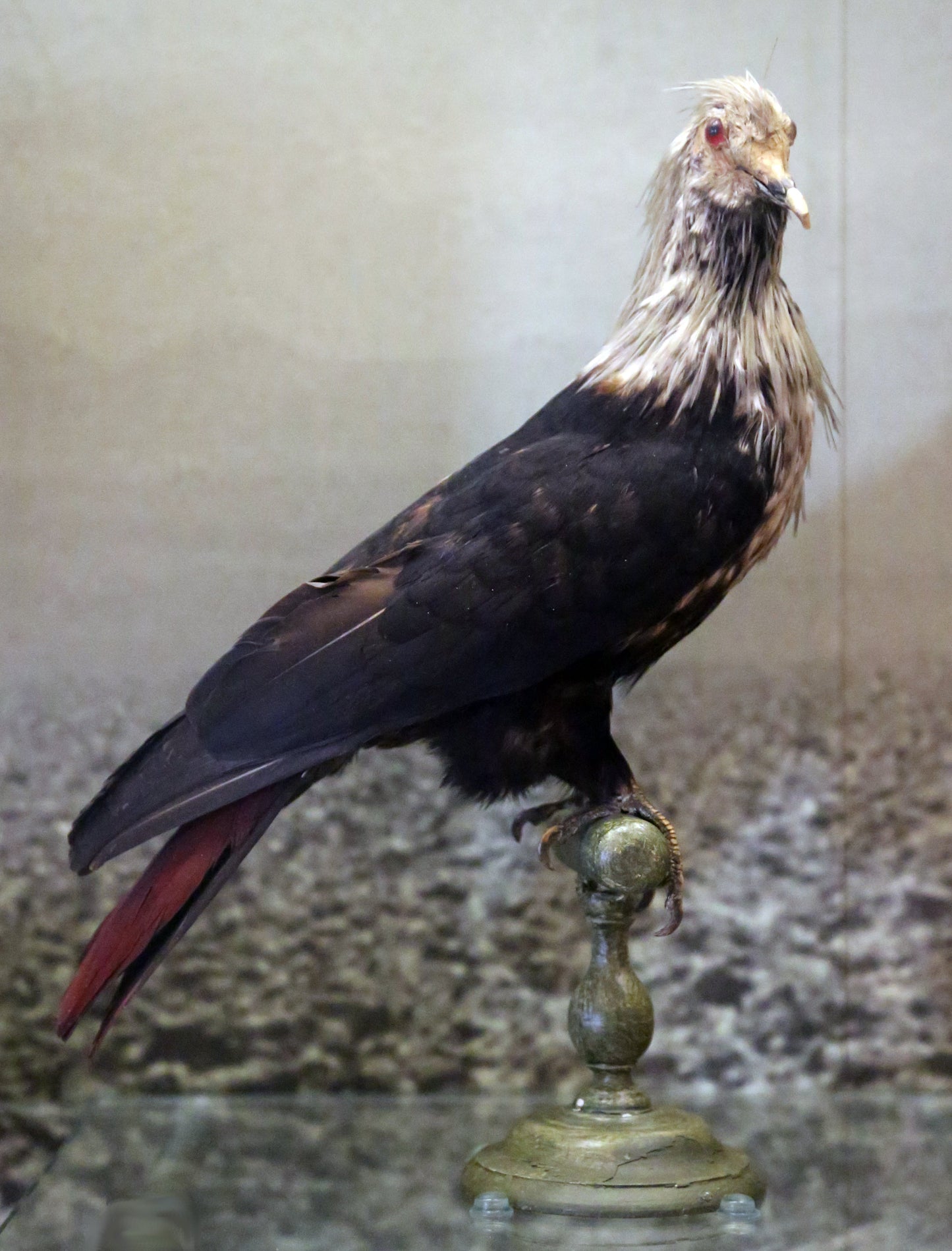 Extinct Mauritius Blue Pigeon Glossy Poster Picture Photo Print Banner Conversationprints
