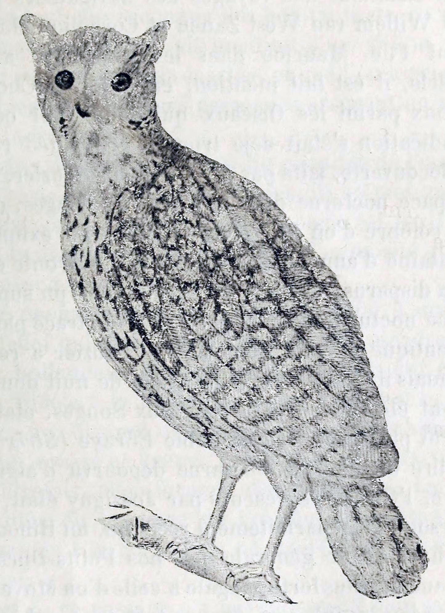 Extinct Mauritius Scops Owl Glossy Poster Picture Photo Print Banner Conversationprints