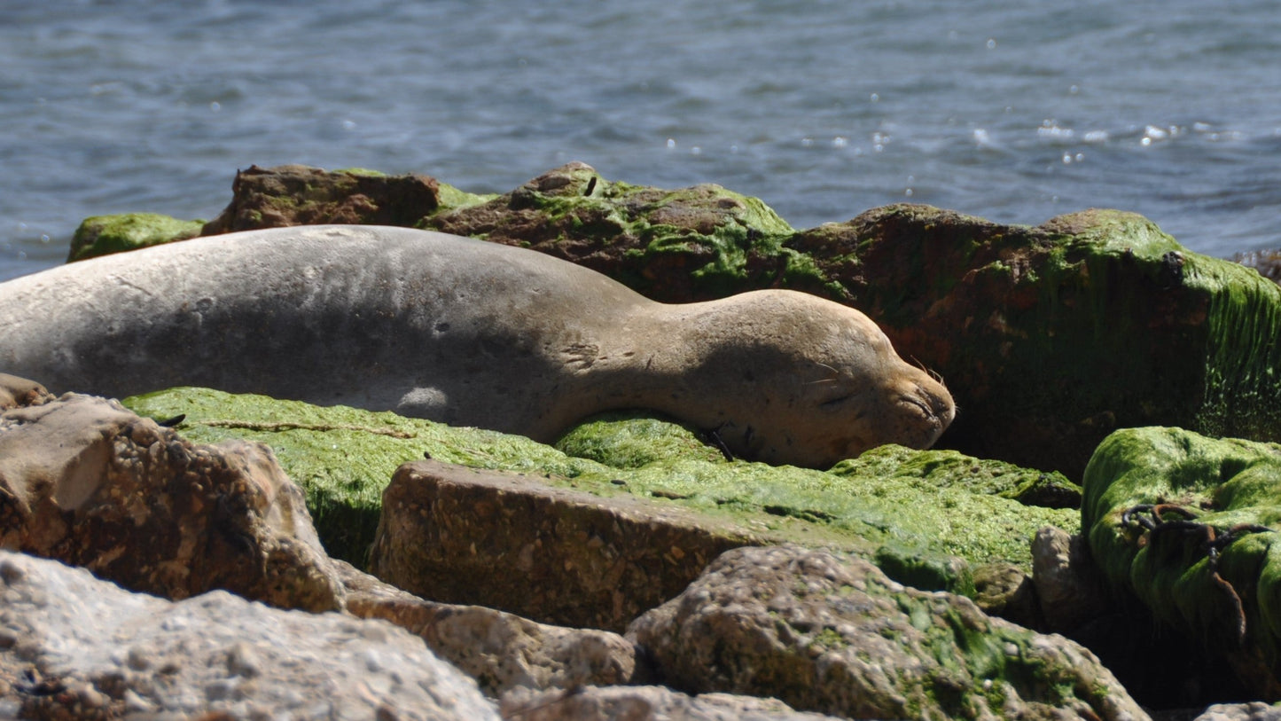 Mediterranean Monk Seal Glossy Poster Picture Photo Print Banner Conversationprints