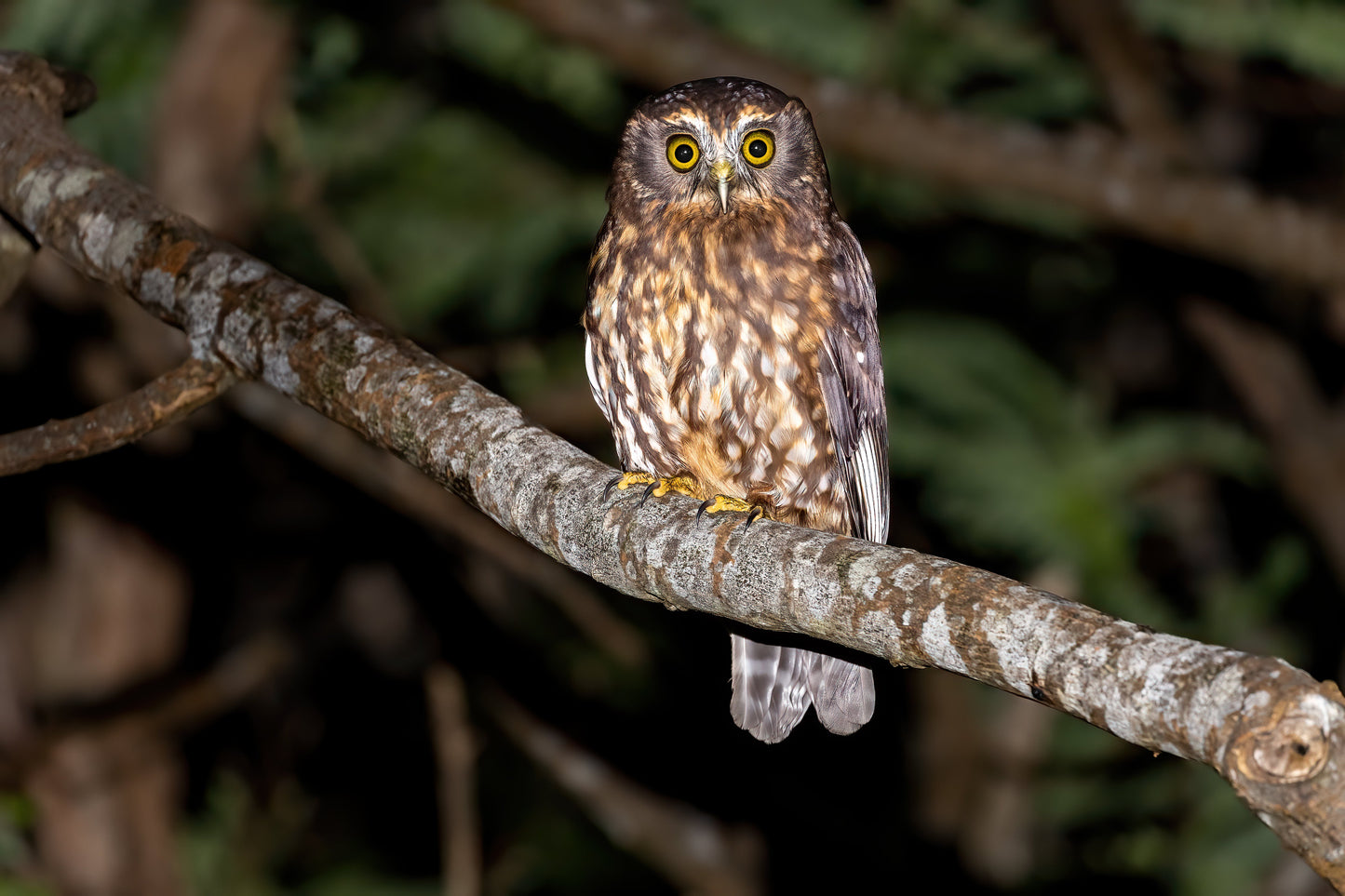 Morepork Brown Owl Glossy Poster Picture Photo Print Banner Conversationprints